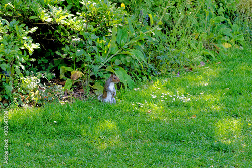 Eastern gray squirrel - Grey squirrel sits on grass