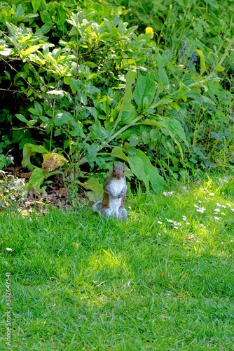 Eastern gray squirrel - Grey squirrel sits on grass © adfoto