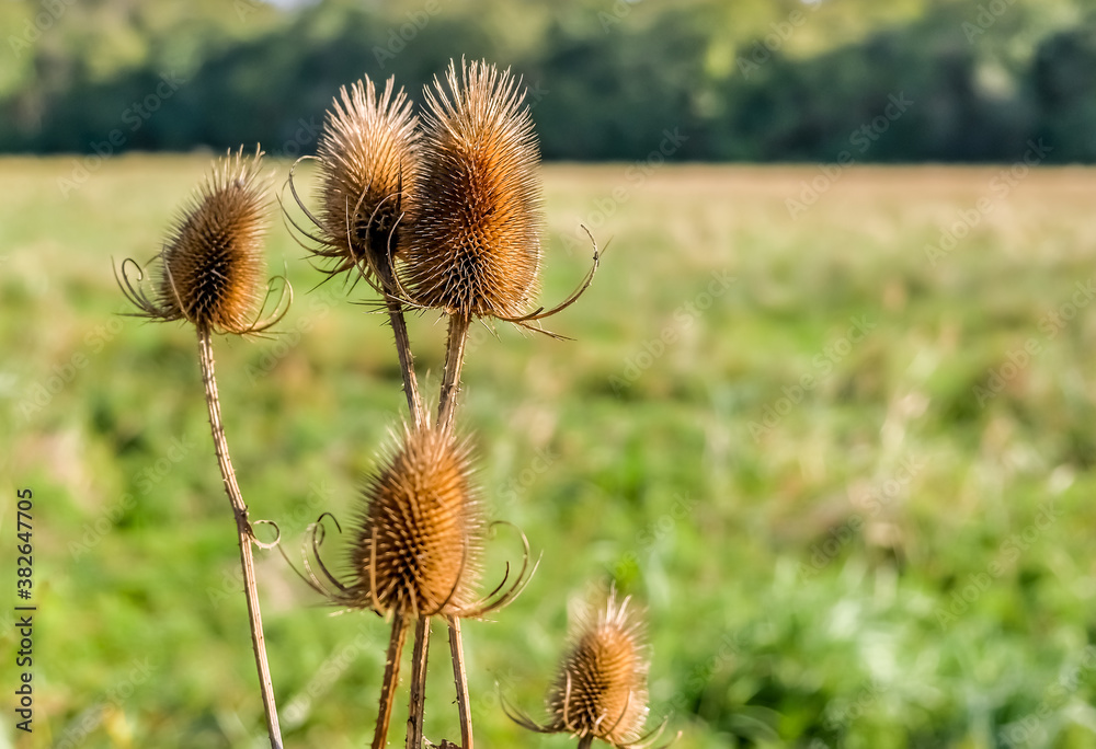 Close up and selective focus on some teasels growing in RSPB Strumpshaw Fen in the Norfolk countryside Close up and selective focus on some teasels growing in RSPB Strumpshaw Fen in the Norfolk countryside