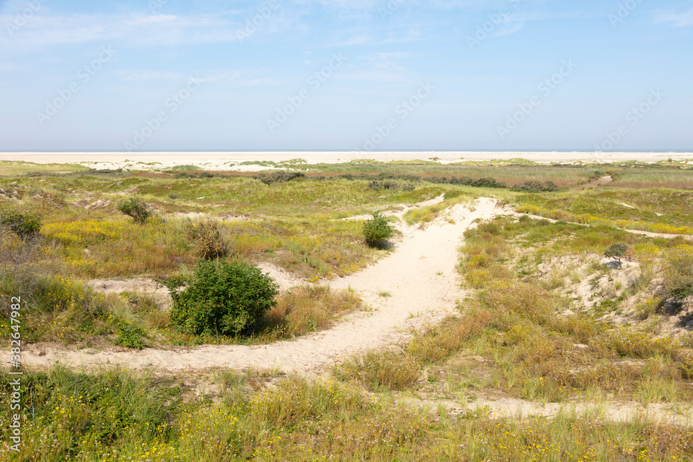 Strandgras am Nordstrand, Borkum, Ostfriesische Insel, Niedersachsen, Deutschland, Europa Strandgras am Nordstrand, Borkum, Ostfriesische Insel, Niedersachsen, Deutschland, Europa