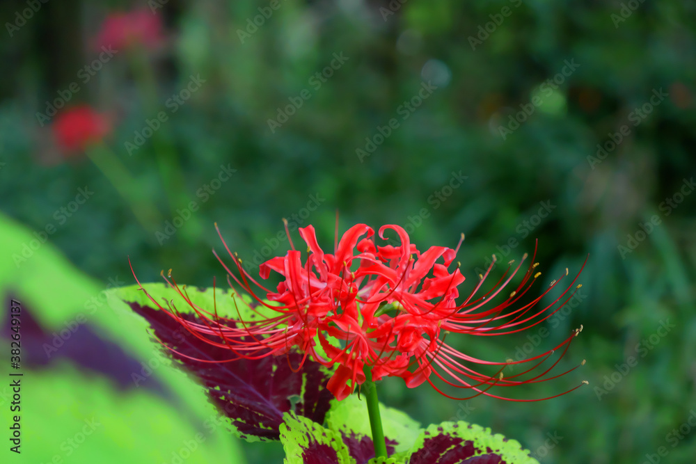 日本、秋の彼岸花