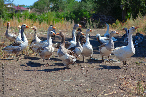 flock of domestic geese in village