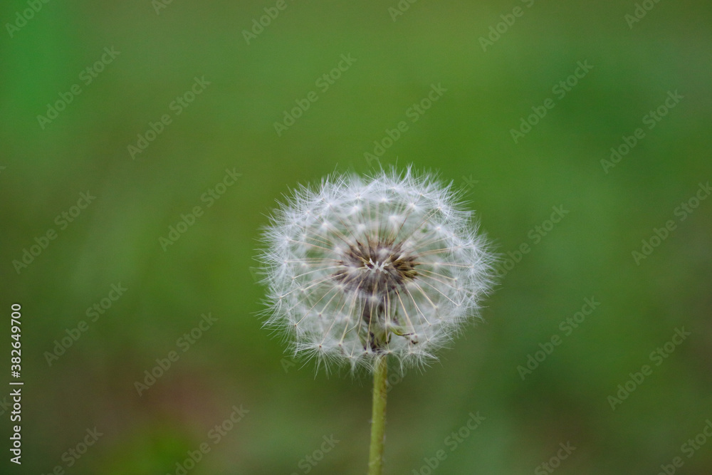 dandelion on green background