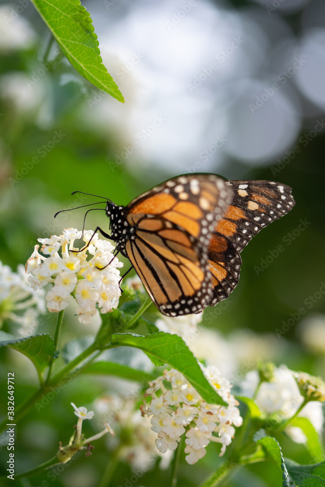Fototapeta premium Mariposa Monarca en la naturaleza