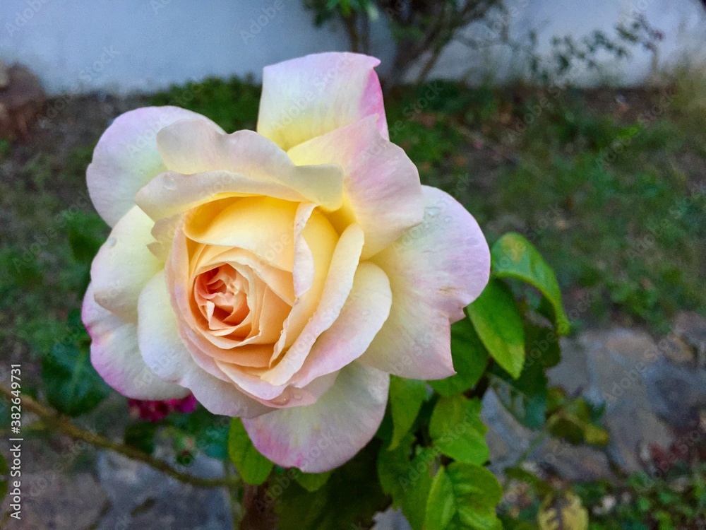 Obraz premium Rose d'un jaune rosé 