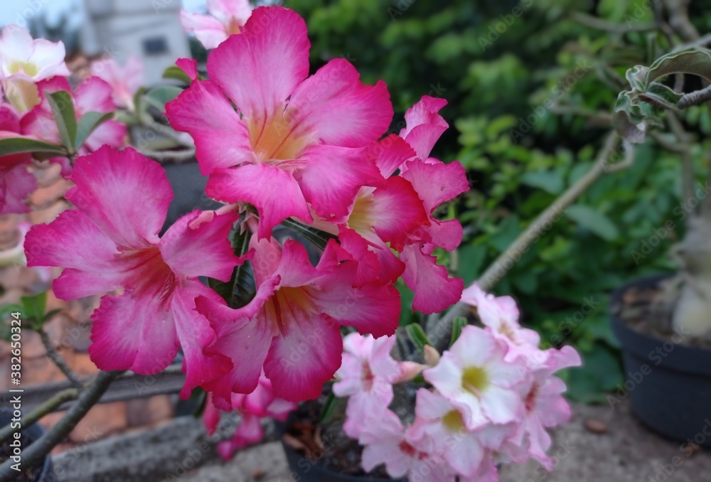 pink frangipani flowers that had just bloomed during the pandemic but still beautiful in the garden pink frangipani flowers that had just bloomed during the pandemic but still beautiful in the garden