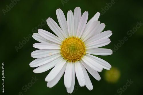 daisy flower closeup © chanaka perera