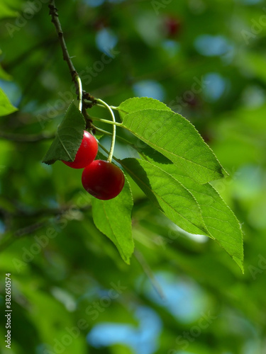 red cherries on a tree