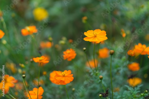 close up orange color wild flower. soft focus