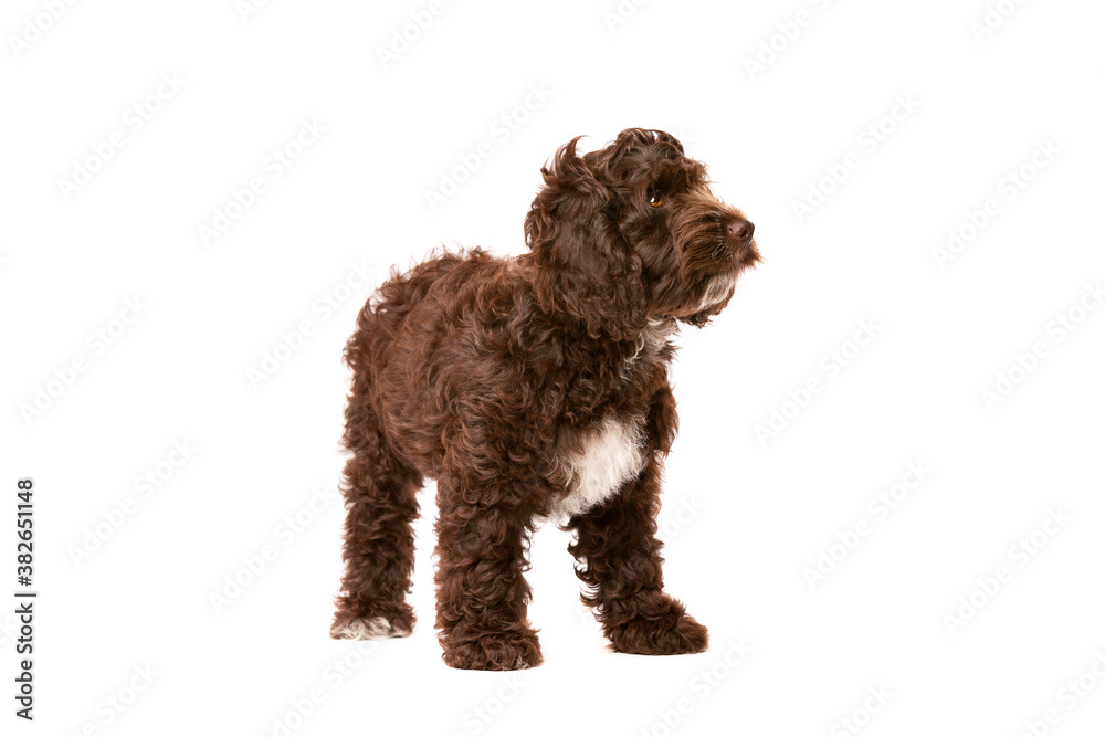Chocolate Cockapoo puppy dog