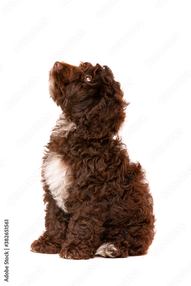 Chocolate Cockapoo Puppy
