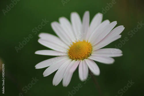 daisy flower closeup