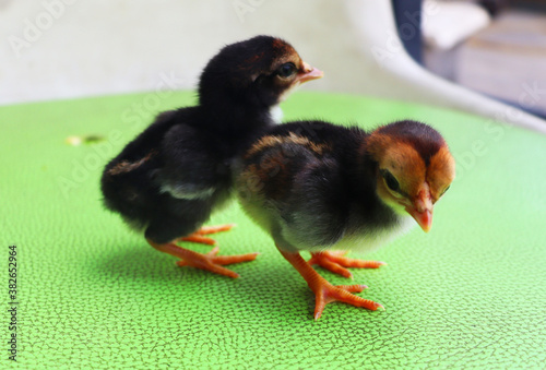 two chicks on the background