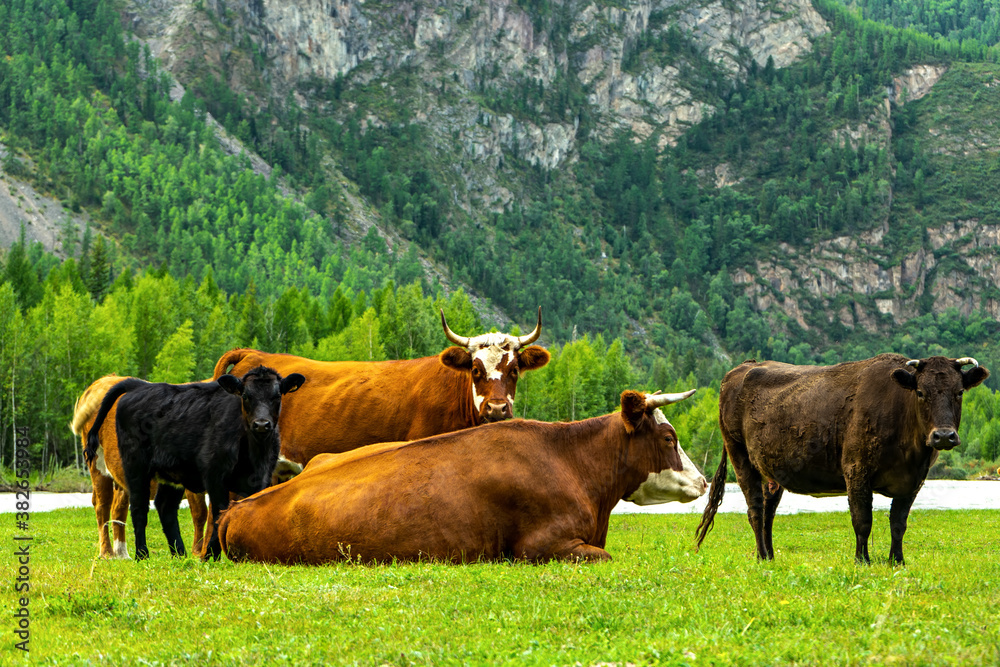 Naklejka premium Cows in a pasture near the mountains