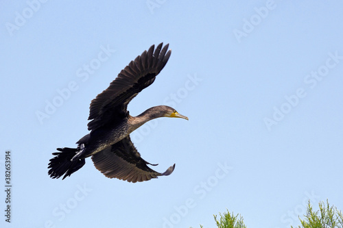 fliegender Kormoran (Phalacrocorax carbo) - flying Great cormorant photo