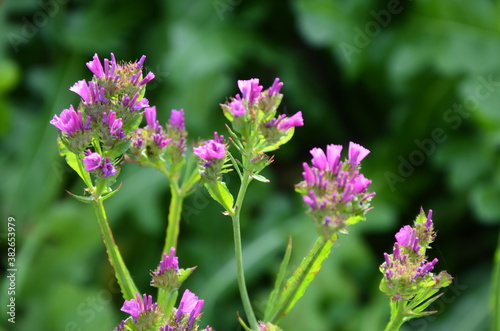 Sea Lavender (Limonium sinuatum).Perez' s sea lavender, seafoam statice. photo