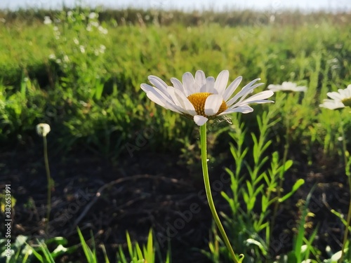 flower in the grass