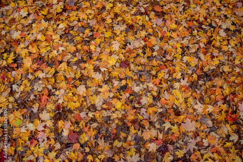 Autumn leaves texture, background © Dave