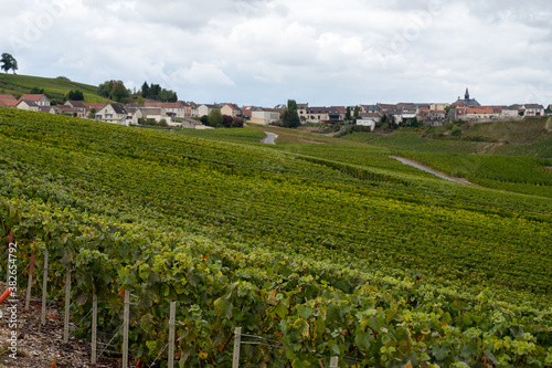 Landscape with green grand cru vineyards near Epernay, region Champagne, France in rainy day. Cultivation of white chardonnay wine grape on chalky soils of Cote des Blancs.