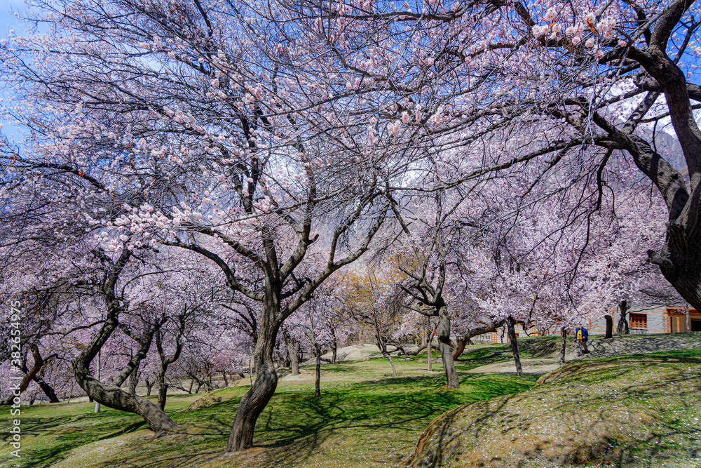 landscape photography of spring season of cherry blossom and apricot ...