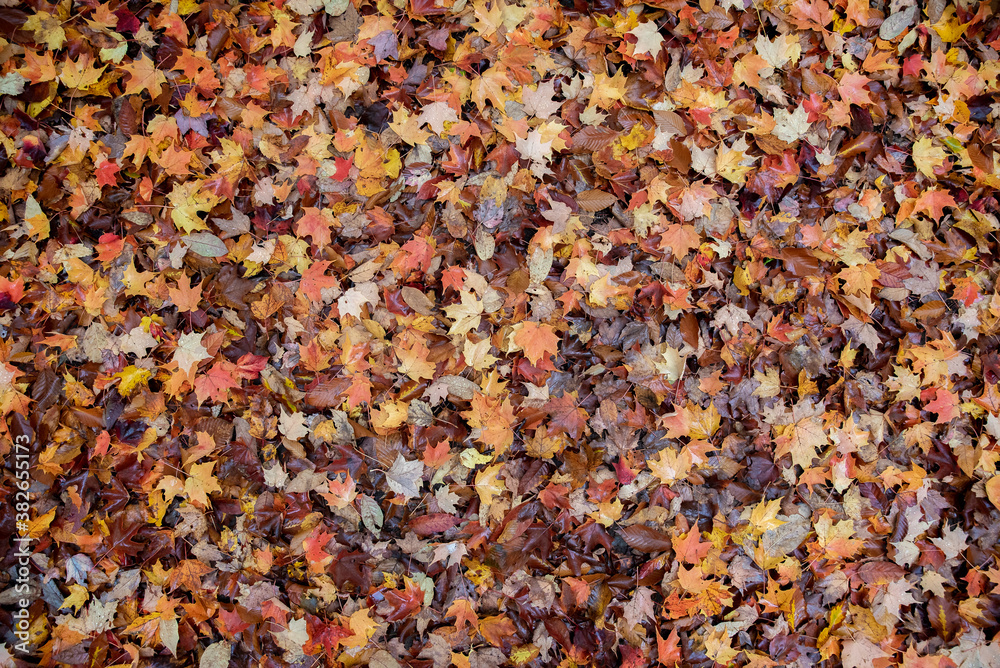 Autumn leaves texture, background Autumn leaves texture, background
