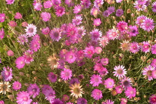 Pink and purple flowers of the Immortelle (Xeranthemum annuum) in the garden photo