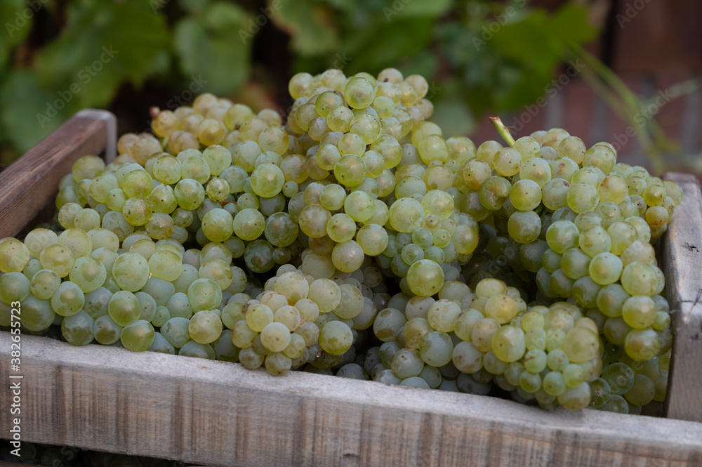 New harvest of white sweet chardonnay grapes on grand cru vineyards near Epernay, region Champagne, France