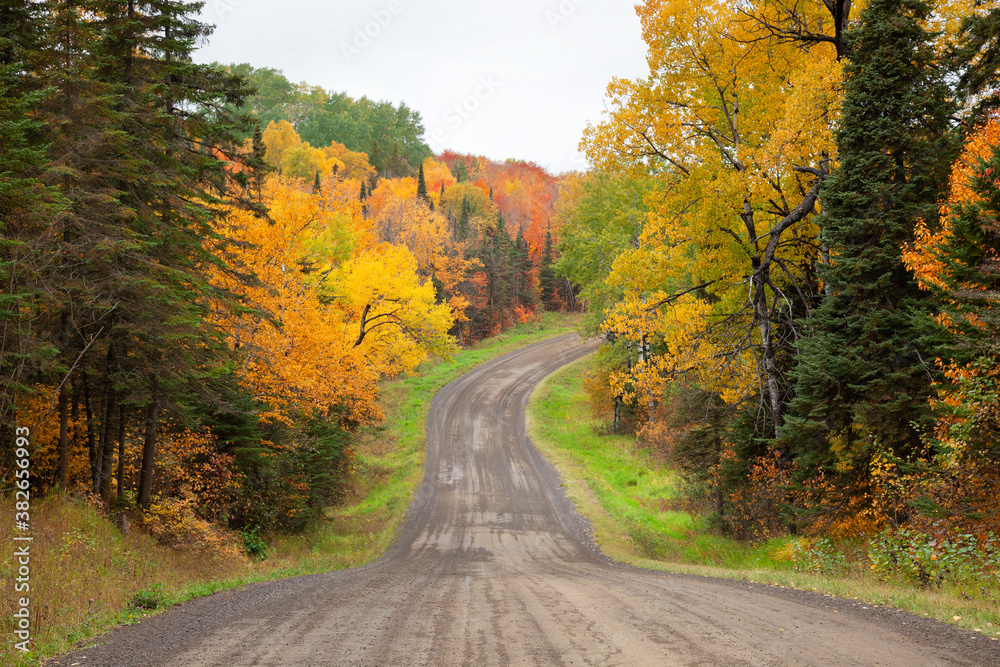 Trees in fall color along a dirt road in northern Minnesota