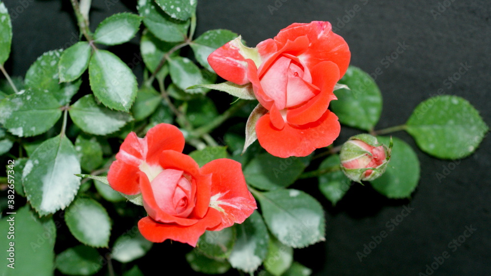 Rose Collection Rose Collection