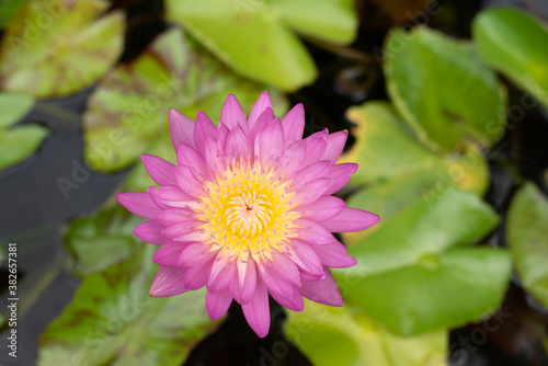 beautiful purple or pink water lily blooming in the nature