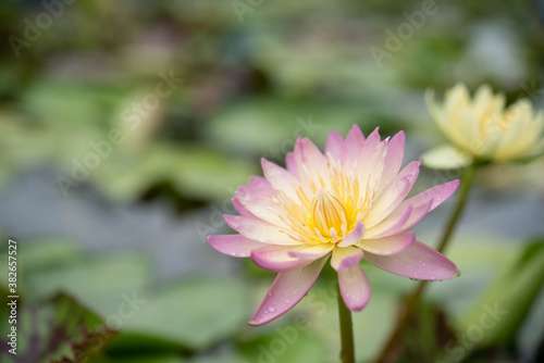 beautiful pink water lily blooming in the nature