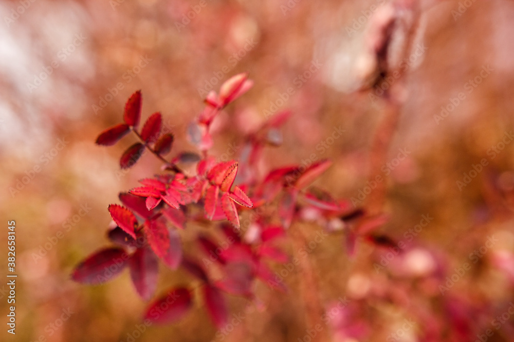 Red autumn leaves branch selective focus with bocen background Red autumn leaves branch selective focus with bocen background