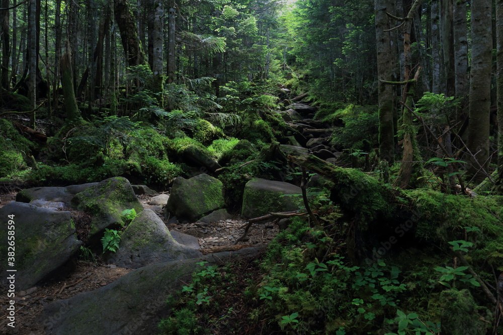 Obraz premium 苔むした登山道 北八ヶ岳 中山峠 8月