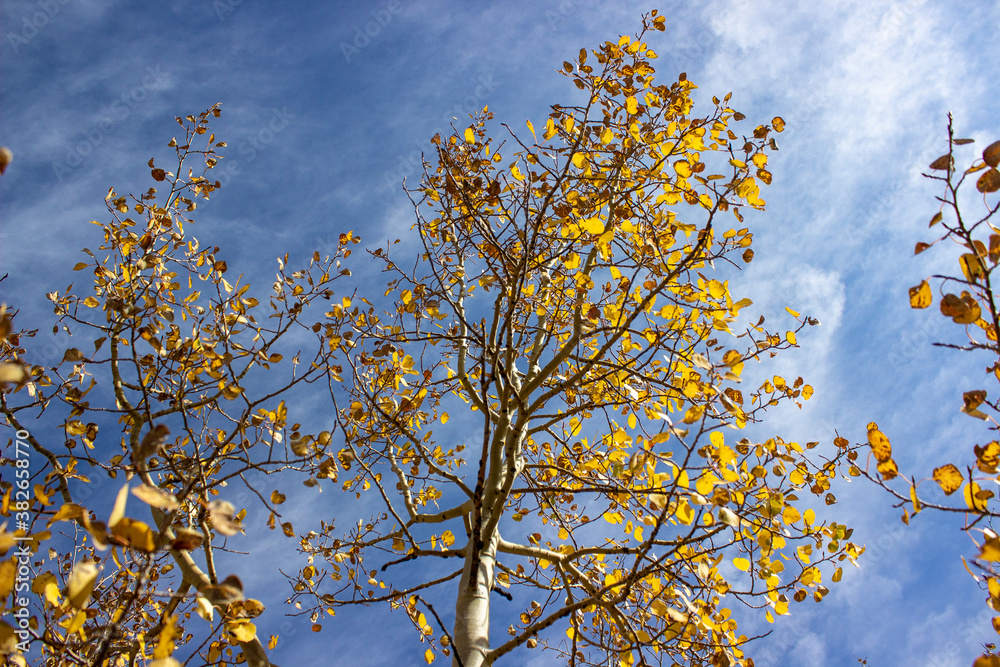 Fototapeta premium autumn leaves against blue sky