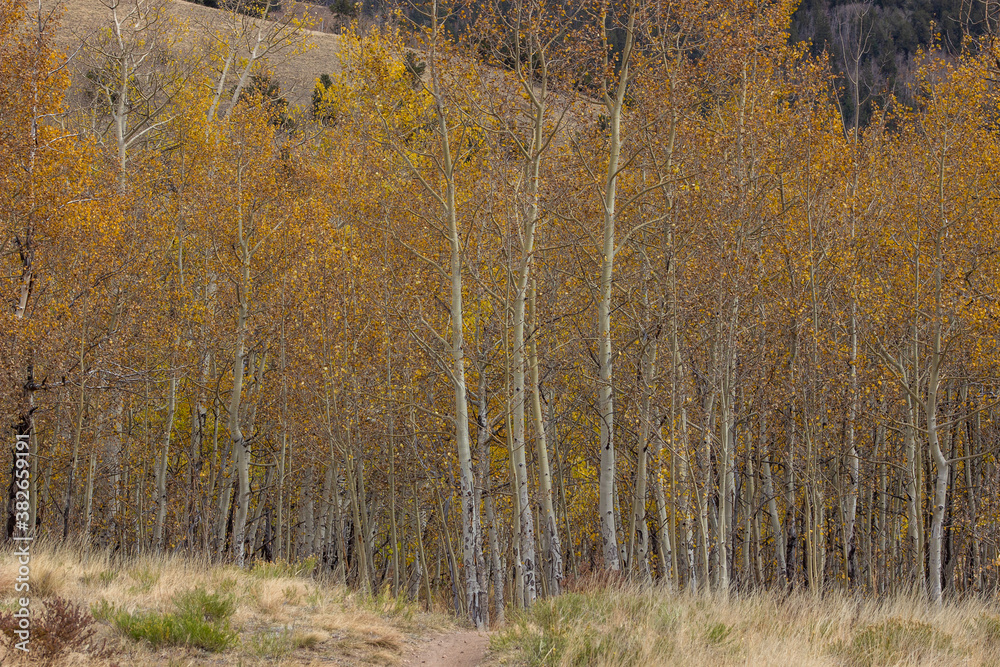 Fototapeta premium aspens in autumn