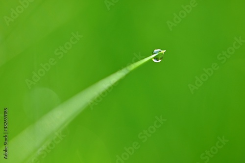 Nature - dew in the grass. Fresh spring green background.