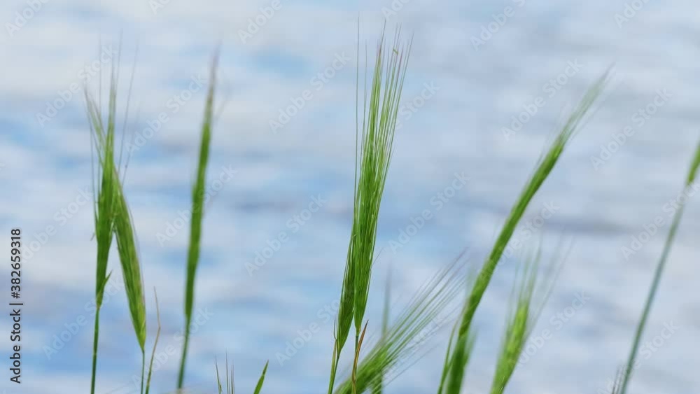 Texture plant wave water sun reflection Texture plant wave water sun reflection