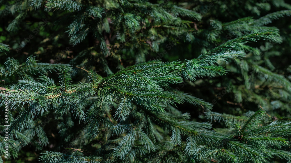 Green volumetric small shiny needles on branches of coniferous Siberian tree in light of sun Green volumetric small shiny needles on branches of coniferous Siberian tree in light of sun