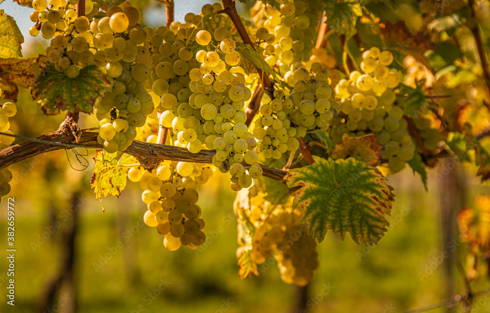 Crops of white grapes with green leaves on the vine. fresh fruits. Harvest time early Autumn. Crops of white grapes with green leaves on the vine. fresh fruits. Harvest time early Autumn.