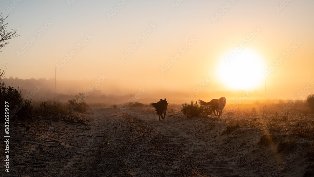 Collies in the sunrise