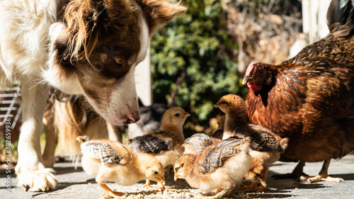border collie protecting chicks while eating