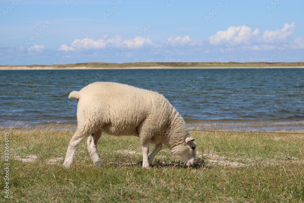 Grazing sheep on the salty meadows of Sylt in North Frisia Grazing sheep on the salty meadows of Sylt in North Frisia