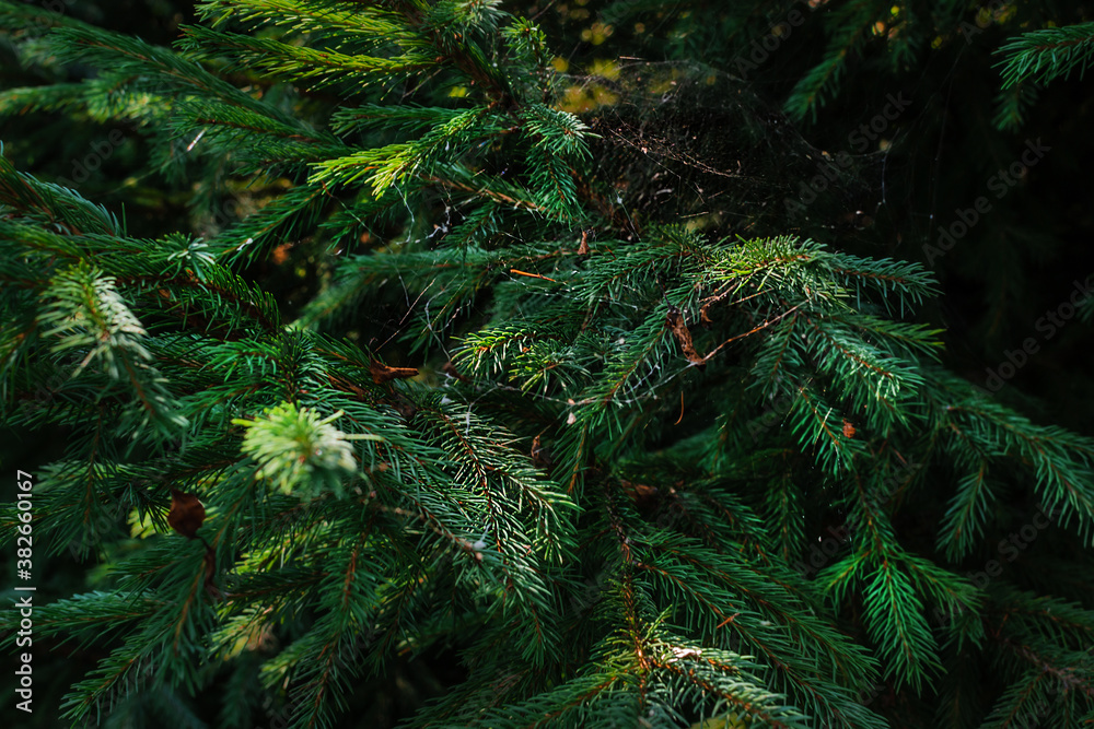 Cobwebs in branches with green small needles of coniferous Siberian spruce tree in the forest in light of sun