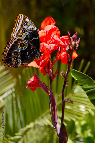 Blue morpho butterfly on Canna generalis President flowers