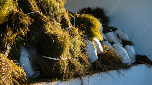 Fresh bushels of South African indigenous Rooibos tea, produced in Nieuwoudtville