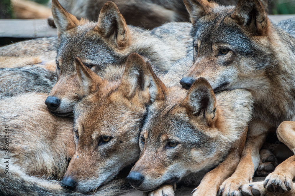 Pack of young Wolves