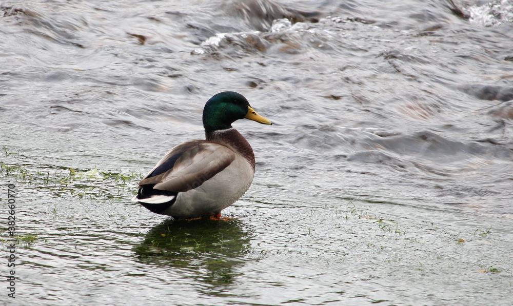A photograph of a mallard duck stood in shallow water A photograph of a mallard duck stood in shallow water
