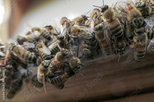 Abeilles en grappe sur le plateau d'entrée de ruche