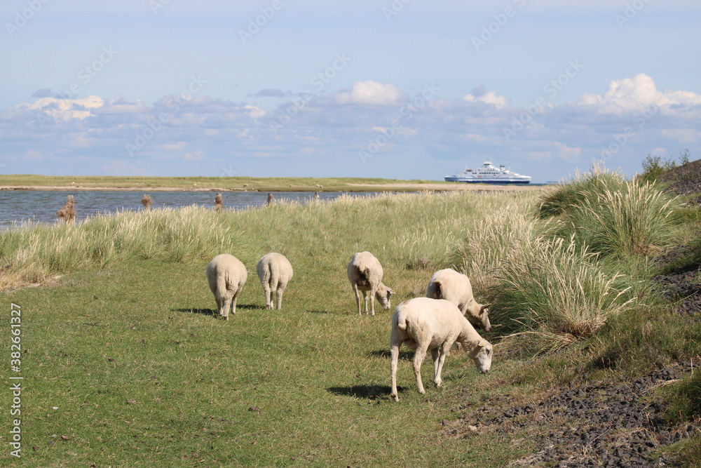 Grazing sheep on the salty meadows of Sylt in North Frisia Grazing sheep on the salty meadows of Sylt in North Frisia