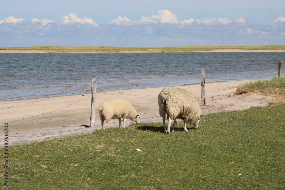Fototapeta premium Grazing sheep on the salty meadows of Sylt in North Frisia 